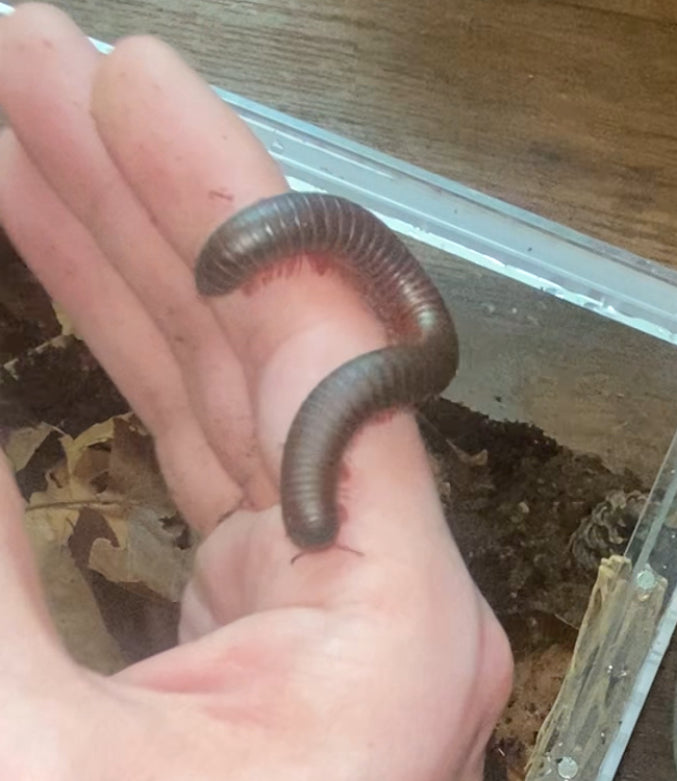 (4) Sub-Adult Giant American Pink-foot Millipedes (Narceus americanus)