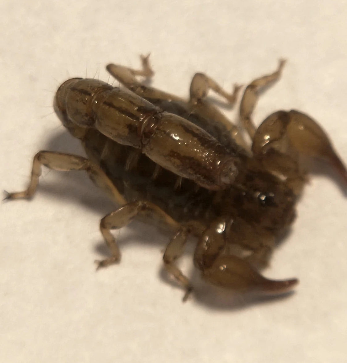 *RARE* Captive Bred Superstition Mountain Scorpion (Superstitionia donensis) [½-1” Inch]