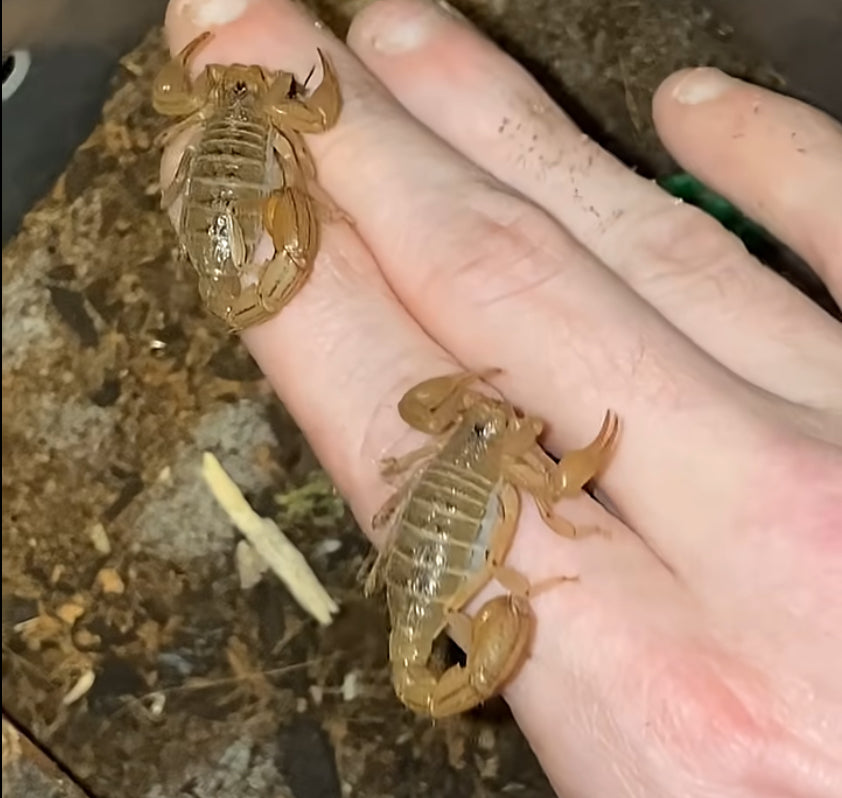 Captive Bred Sub-Adult Stripe-tail Devil Scorpion (Paravaejovis spinigerus)