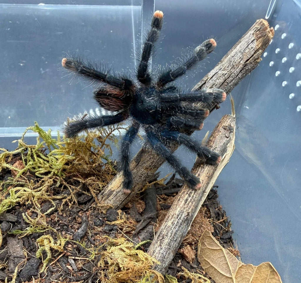 Sub-Adult Guyana Pink Toe Tarantula (Avicularia avicularia) [3-4” Inches]