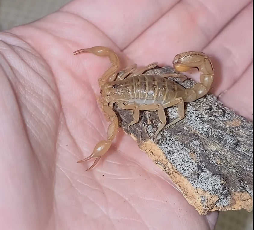 Captive Bred Juvenile Stripe-tail Devil Scorpion (paravaejovis spinigerus) [1-2” Inches]