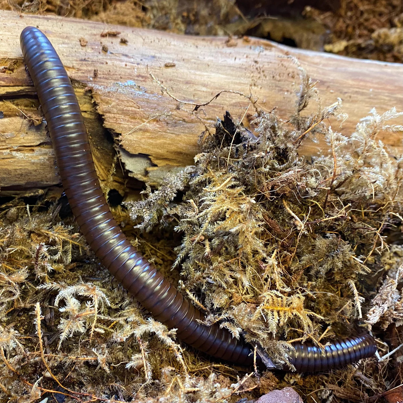 Giant Desert Chocolate Millipede (Orthoporus ornatus) [3-6+ Inches]