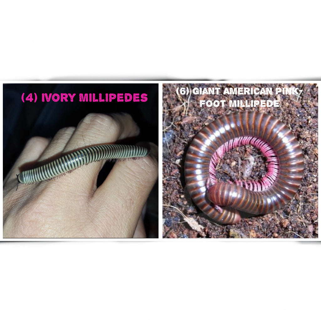 [12] Captive-Bred • (8) Baby Giant American Pink-foot Millipede & (4) Ivory Millipedes