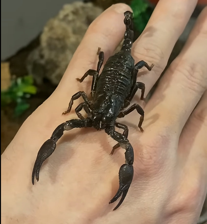 Female Sub-Adult Emperor Scorpion (Pandinus imperator) {4”+ Inches}