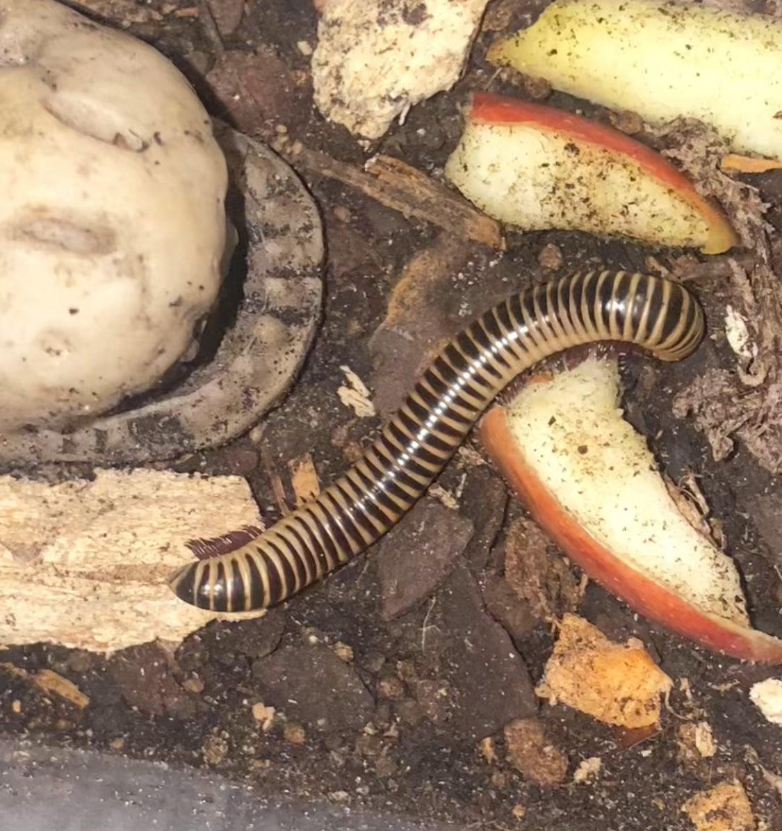 (2) Florida Purple Ivory Millipede (Chicobolus spinigerus)