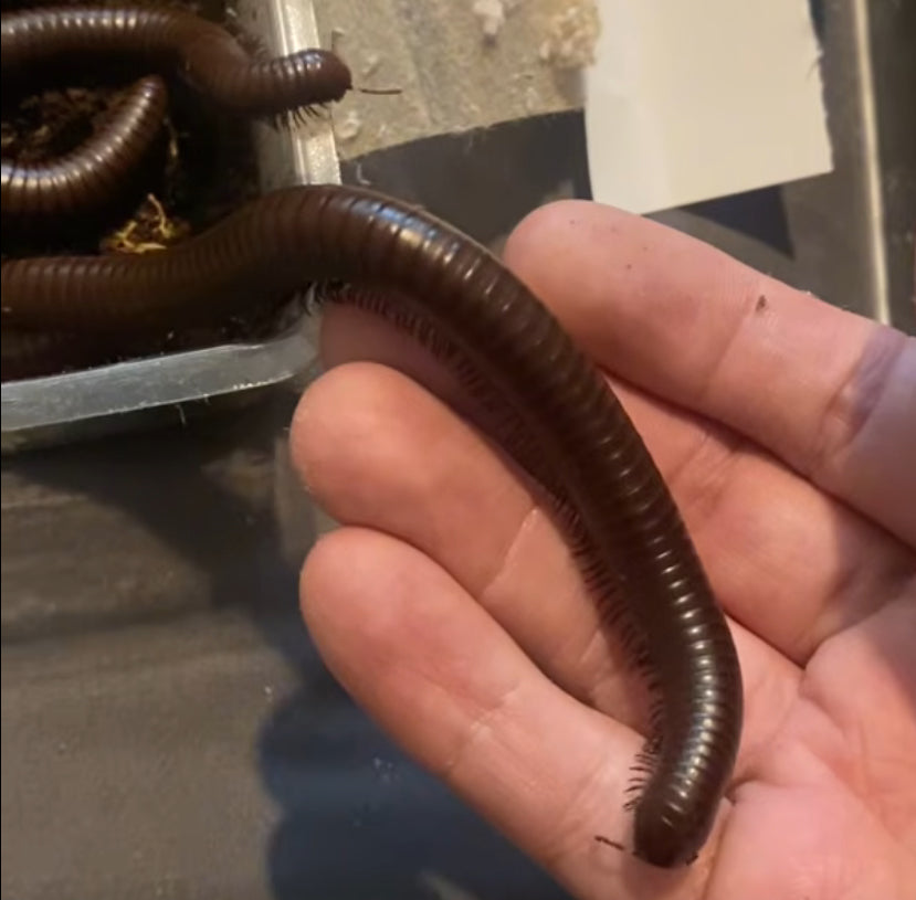 Giant Desert Chocolate Millipede (Orthoporus ornatus) {6”+ Inches}