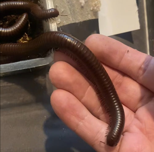 Giant Desert Chocolate Millipede (Orthoporus ornatus) {6”+ Inches}
