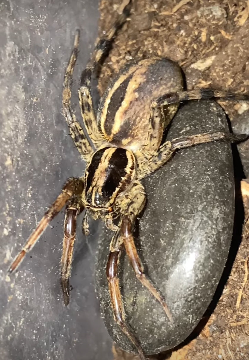 Adult Female Rabid Wolf Spider (Rabidosa radbida)
