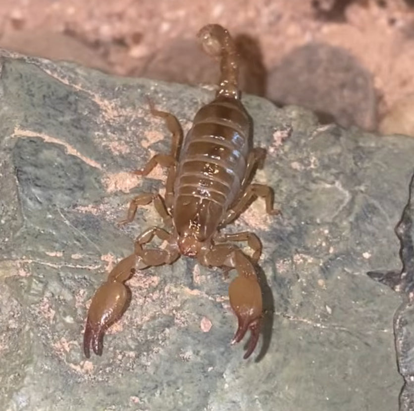 Ruby Rock Scorpion (Diplocentrus spitzeri) [1.5 Inches]