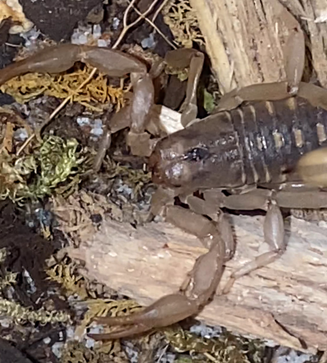 2 Pair Of Juvenile Stipe-Tail Devil Scorpions