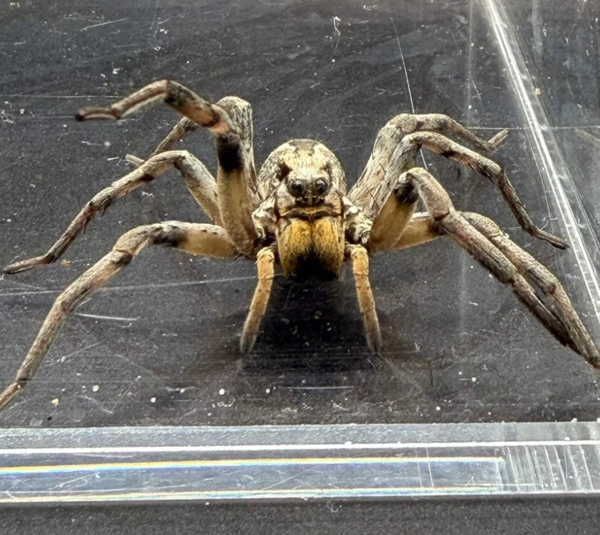 Adult Female Carolina Wolf Spider (Hogna carolinensis)