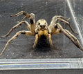 Adult Female Carolina Wolf Spider (Hogna carolinensis)