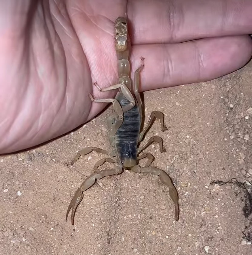 Sub-Adult Giant Desert Hairy Scorpion (Hadrurus arizonensis) [3+ Inches]