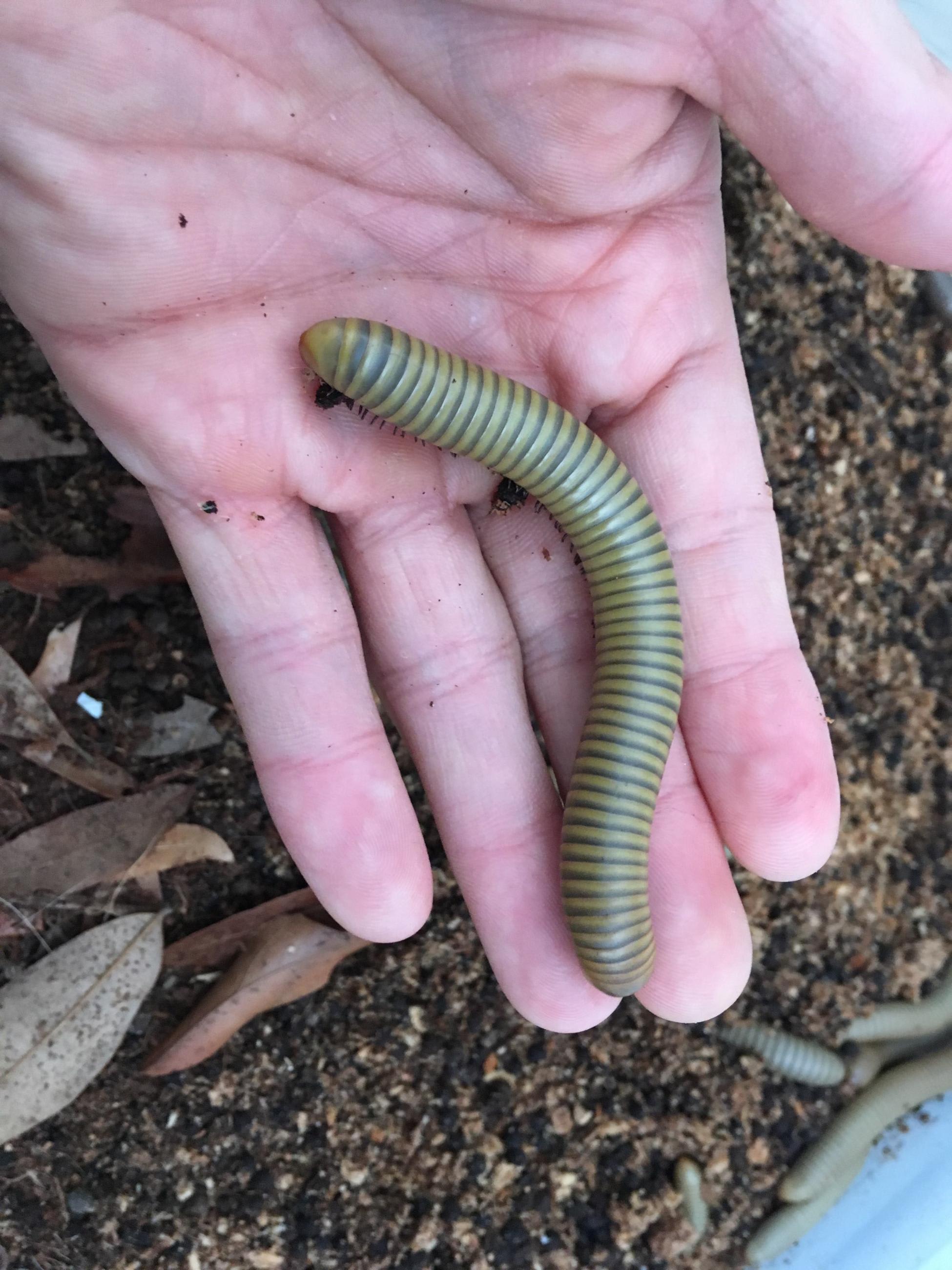 Juvenile Ghost Smokey Oak Millepede (Narceus gordanus)