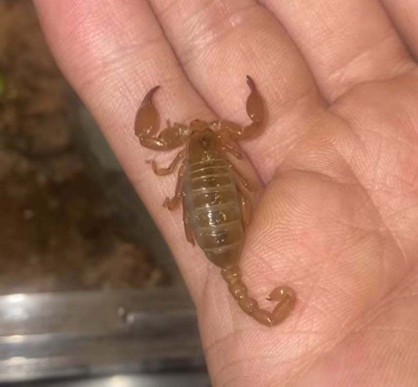 Ruby Rock Scorpion (Diplocentrus spitzeri) [1.5 Inches]