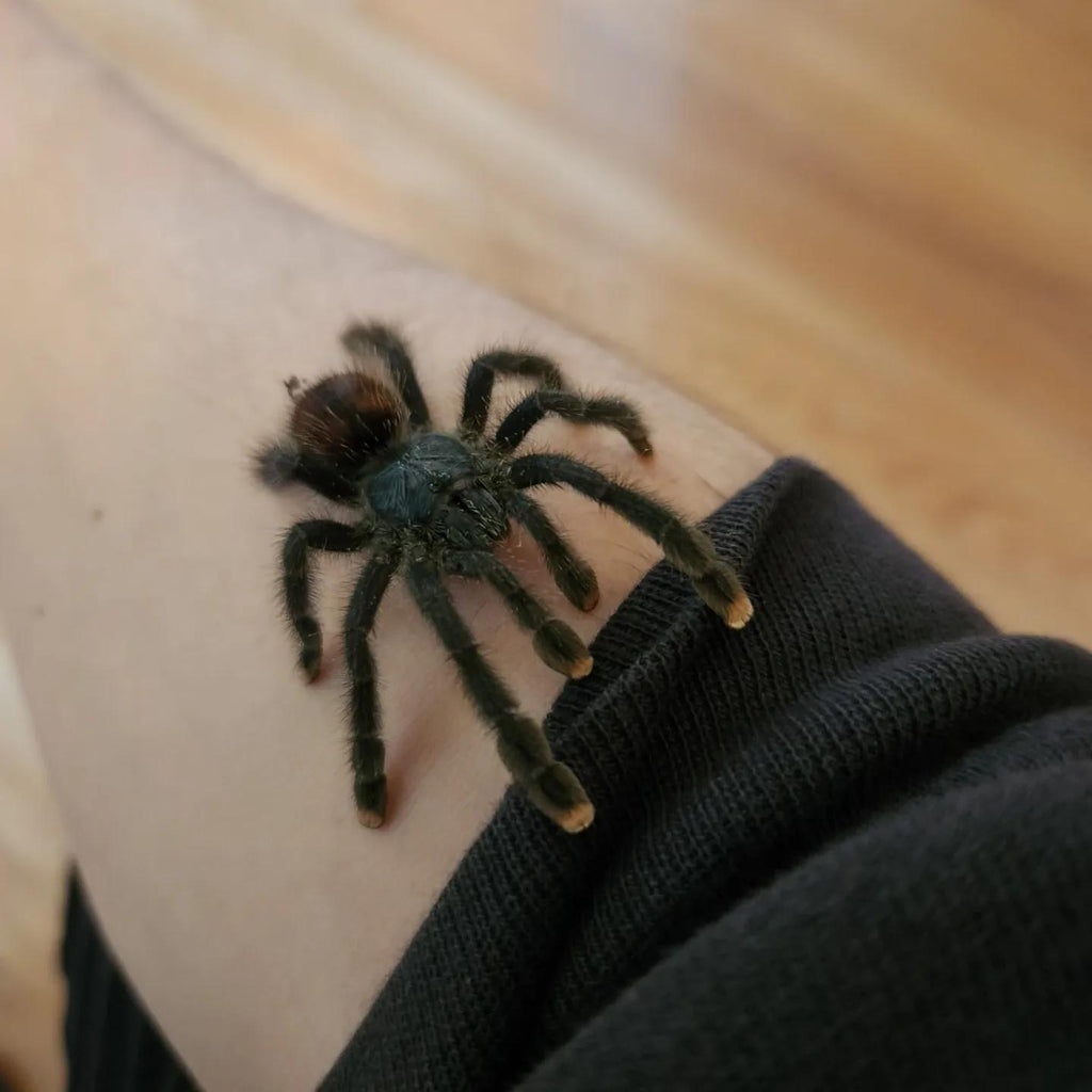 Sub-Adult Guyana Pink Toe Tarantula (Avicularia avicularia) [3-4” Inches]