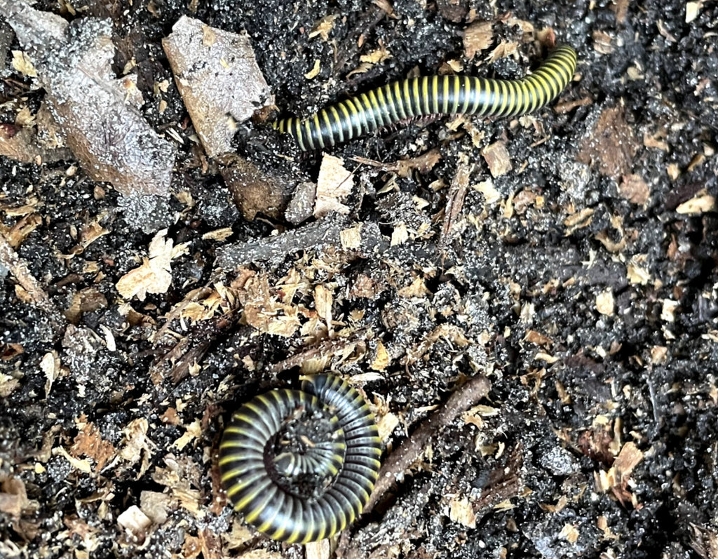 Bumblebee Millepede (Anadenobolus monilicornis)