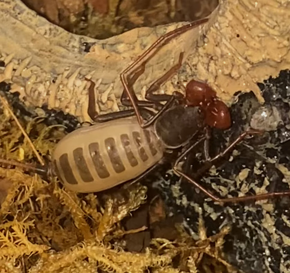 Captive Bred Juvenile Giant Vinegaroon (Mastigoproctus giganteus) [1-1½]