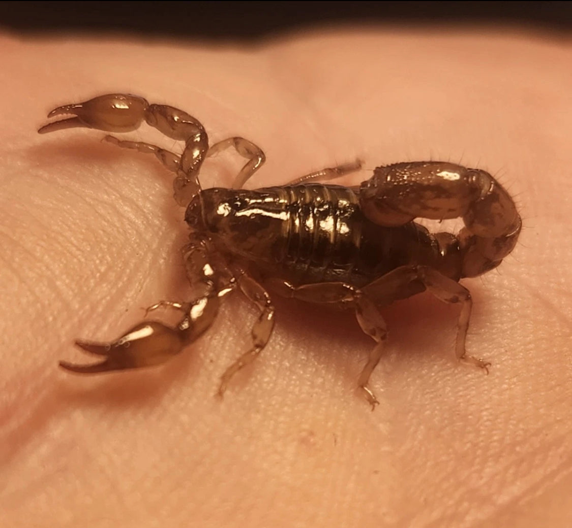 *RARE* Captive Bred Superstition Mountain Scorpion (Superstitionia donensis) [½-1” Inch]