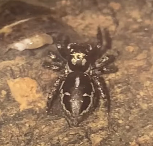 Adult Twin-Flagged Jumping Spider (Anasaitis canosa)