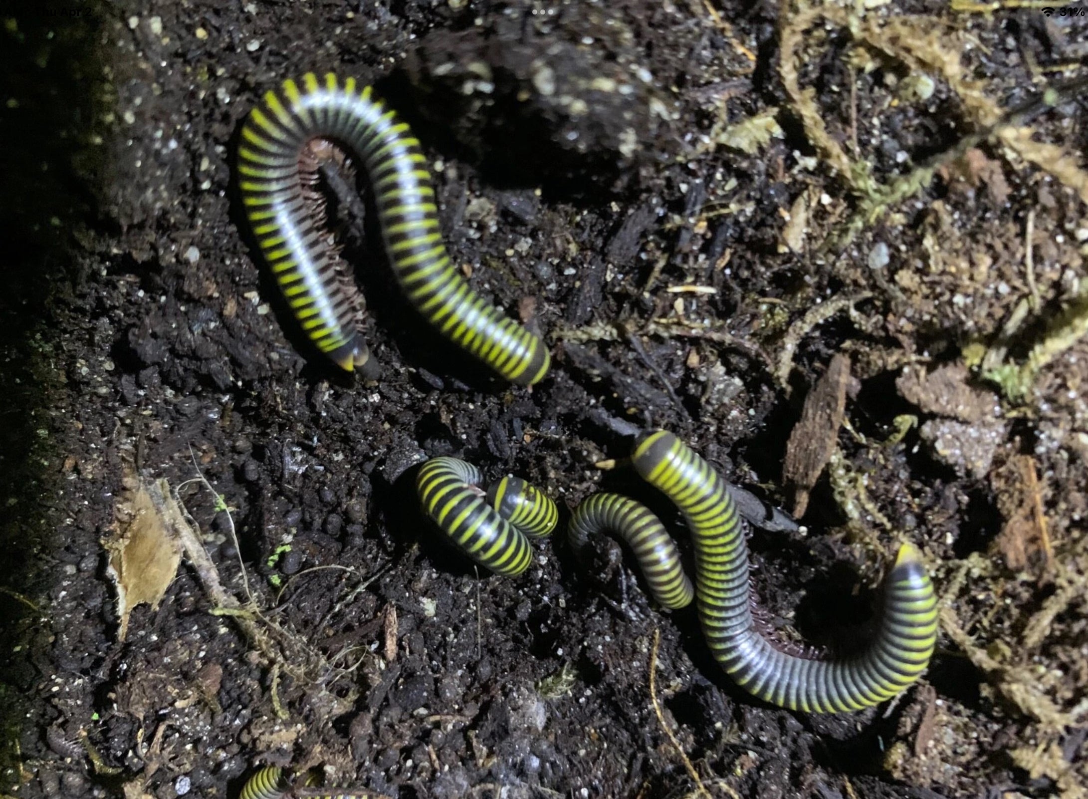 Bumblebee Millepede (Anadenobolus monilicornis)