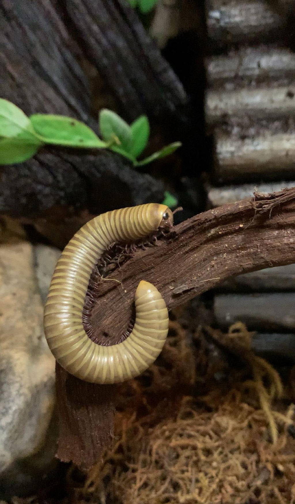Juvenile Ghost Smokey Oak Millepede (Narceus gordanus)