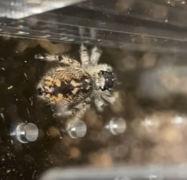 Female Adult Light Phase - Calico Pattern Regal Jumping Spider (Phidippus regius)