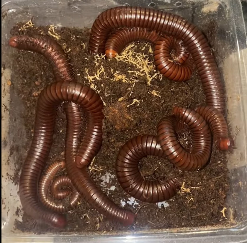 Giant Desert Chocolate Millipede (Orthoporus ornatus) {6”+ Inches}