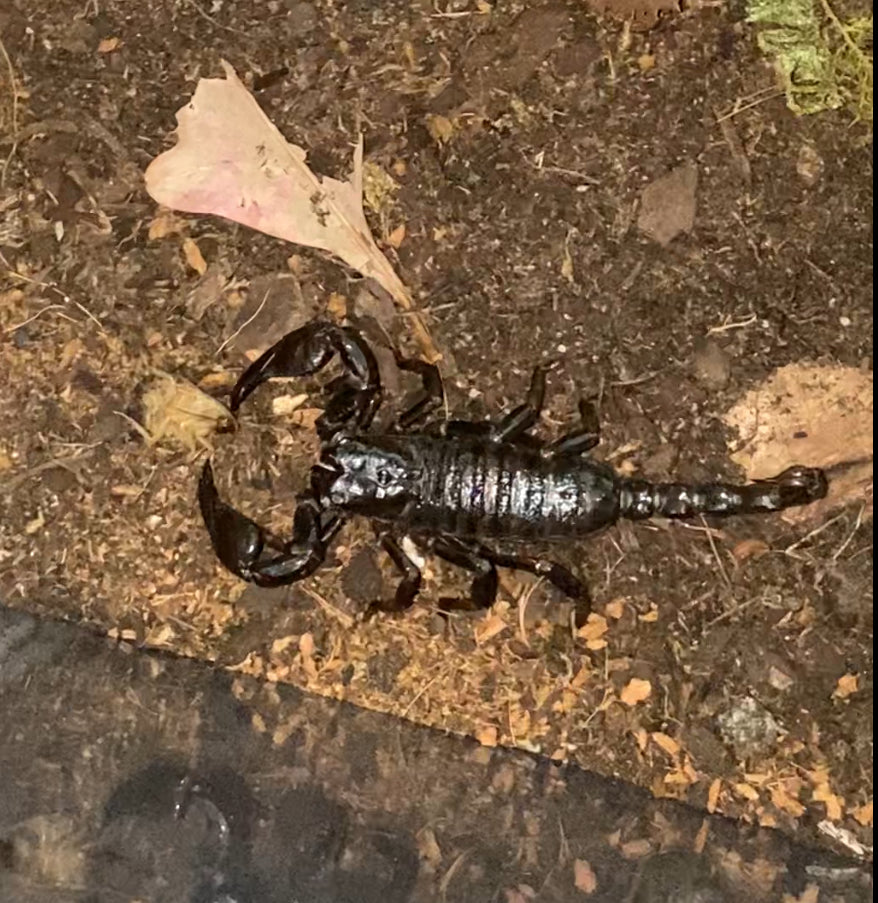 Female Sub-Adult Emperor Scorpion (Pandinus imperator) {4”+ Inches}