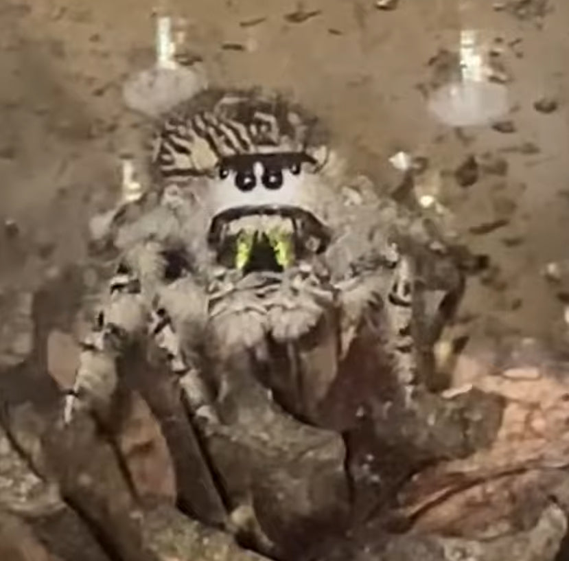 Female Adult Light Phase - Calico Pattern Regal Jumping Spider (Phidippus regius)