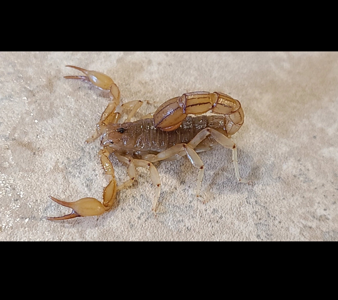 Captive Bred Juvenile Stripe-tail Devil Scorpion (paravaejovis spinigerus) [1-2” Inches]