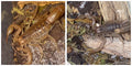 2 Pair Of Juvenile Stipe-Tail Devil Scorpions