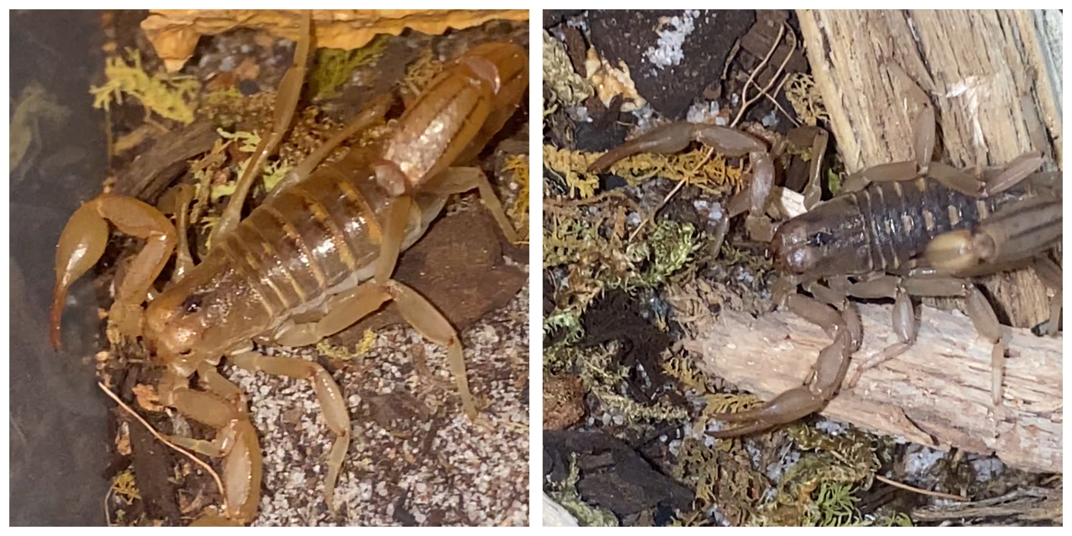 2 Pair Of Juvenile Stipe-Tail Devil Scorpions
