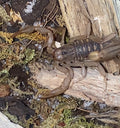 Juvenile Stripe-Tail Devil Scorpion (Paravaejovis spinigerus)