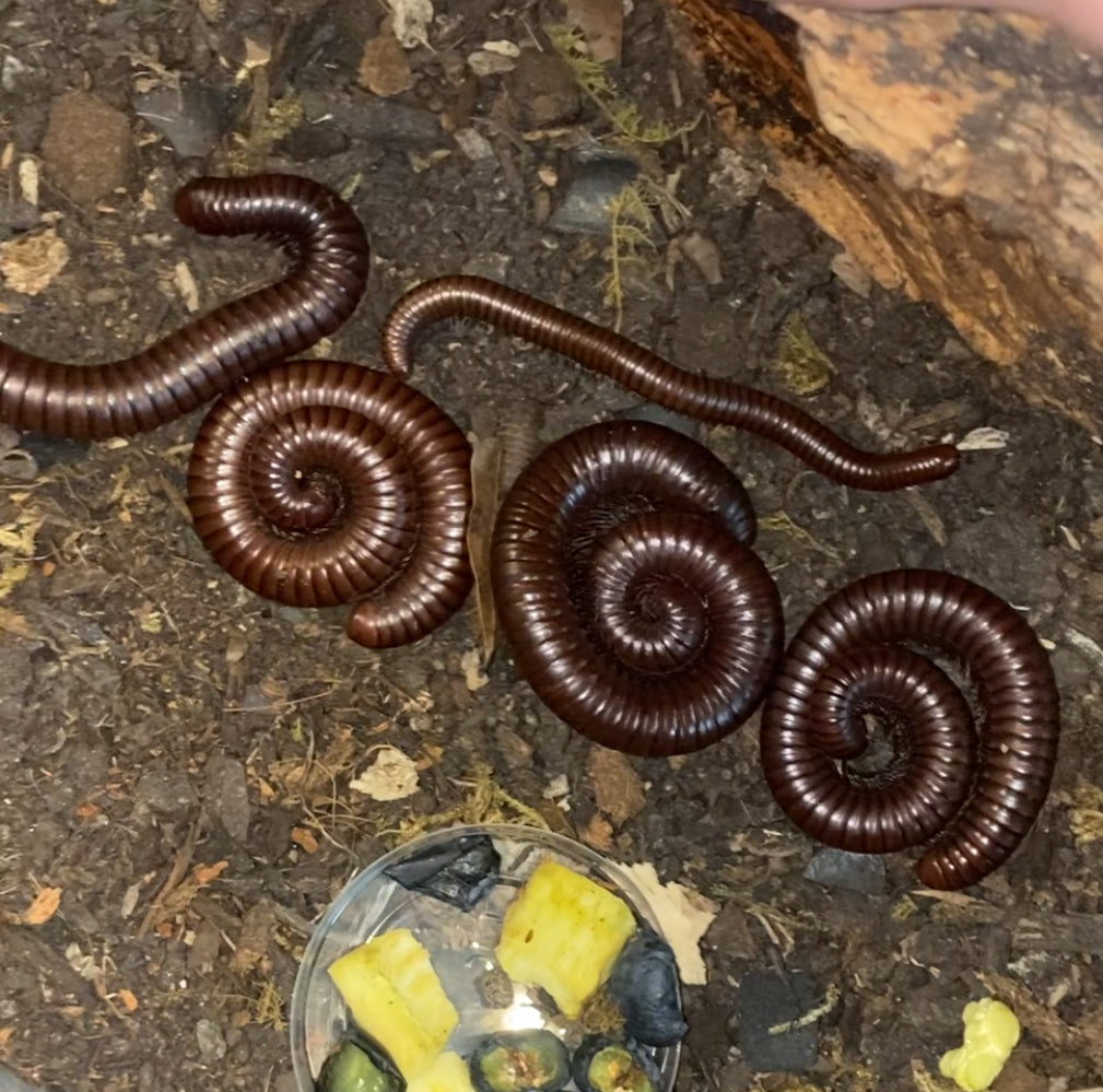 Giant Desert Chocolate Millipede (Orthoporus ornatus) {6”+ Inches}