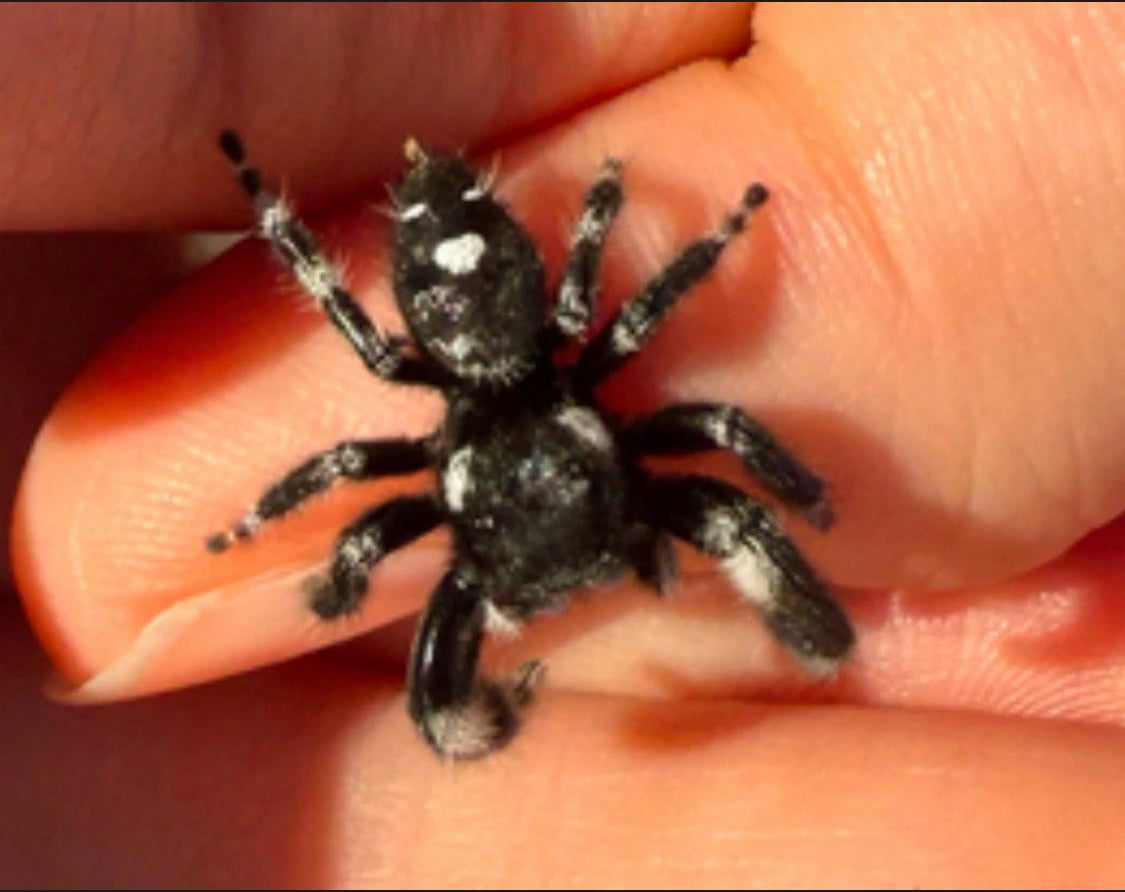 Captive Bred Bold Panda Jumping Spider (Phidippus audax)