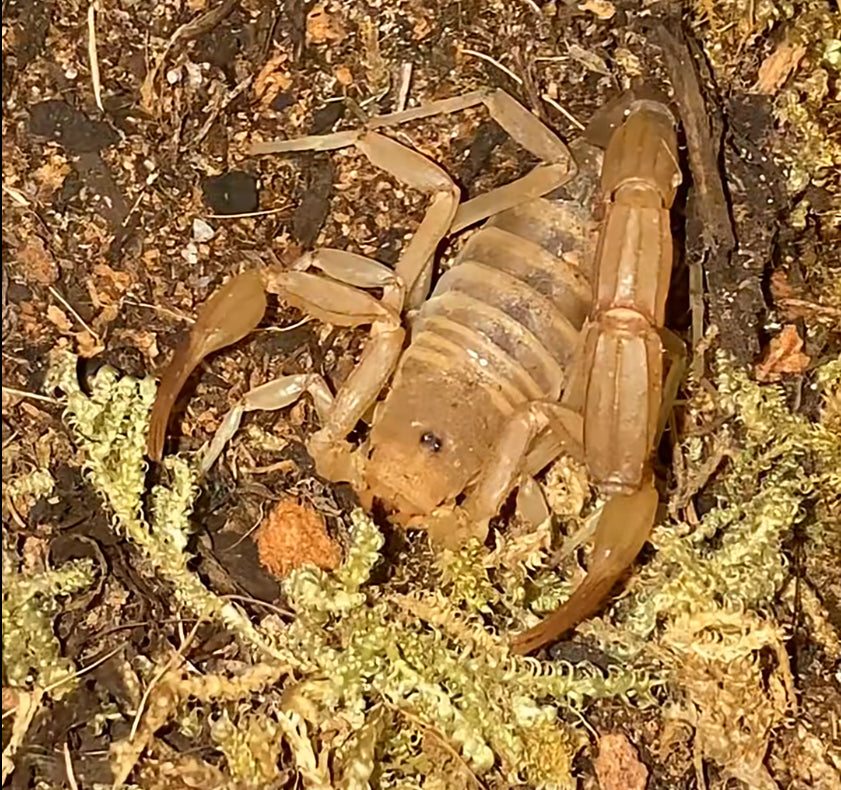 Captive Bred Sub-Adult Stripe-tail Devil Scorpion (Paravaejovis spinigerus)