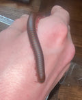 (4) Sub-Adult Giant American Pink-foot Millipedes (Narceus americanus)