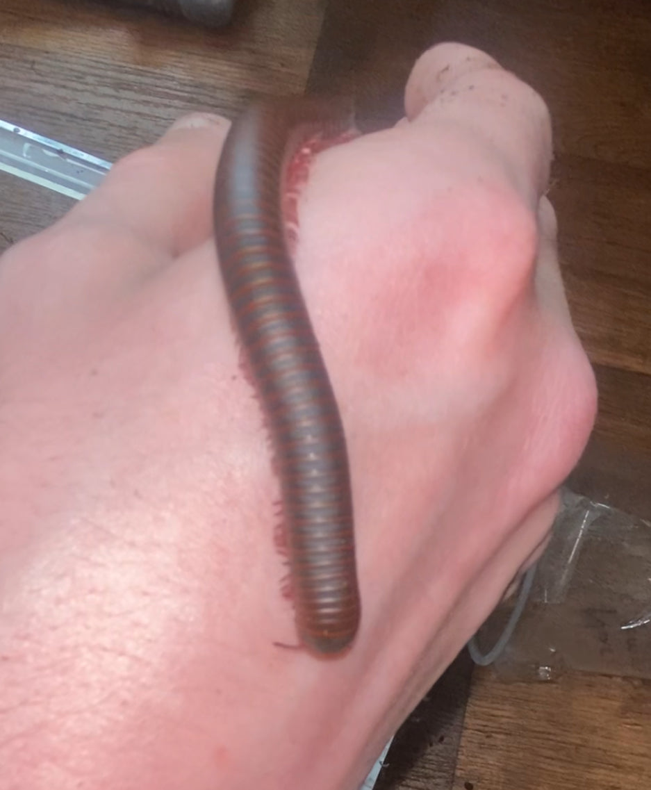 (4) Sub-Adult Giant American Pink-foot Millipedes (Narceus americanus)