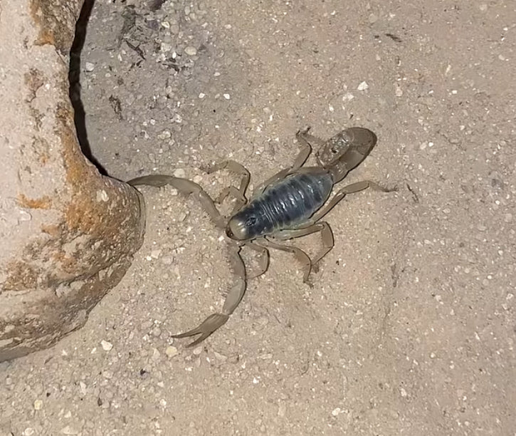 Sub-Adult Giant Desert Hairy Scorpion (Hadrurus arizonensis) [3+ Inches]