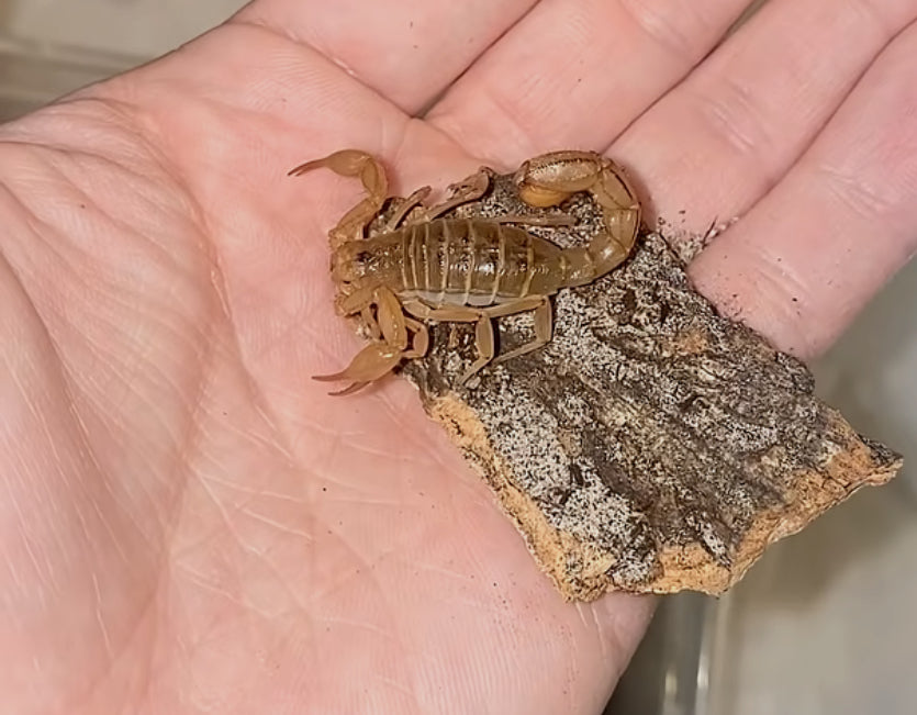 Captive Bred Juvenile Stripe-tail Devil Scorpion (paravaejovis spinigerus) [1-2” Inches]