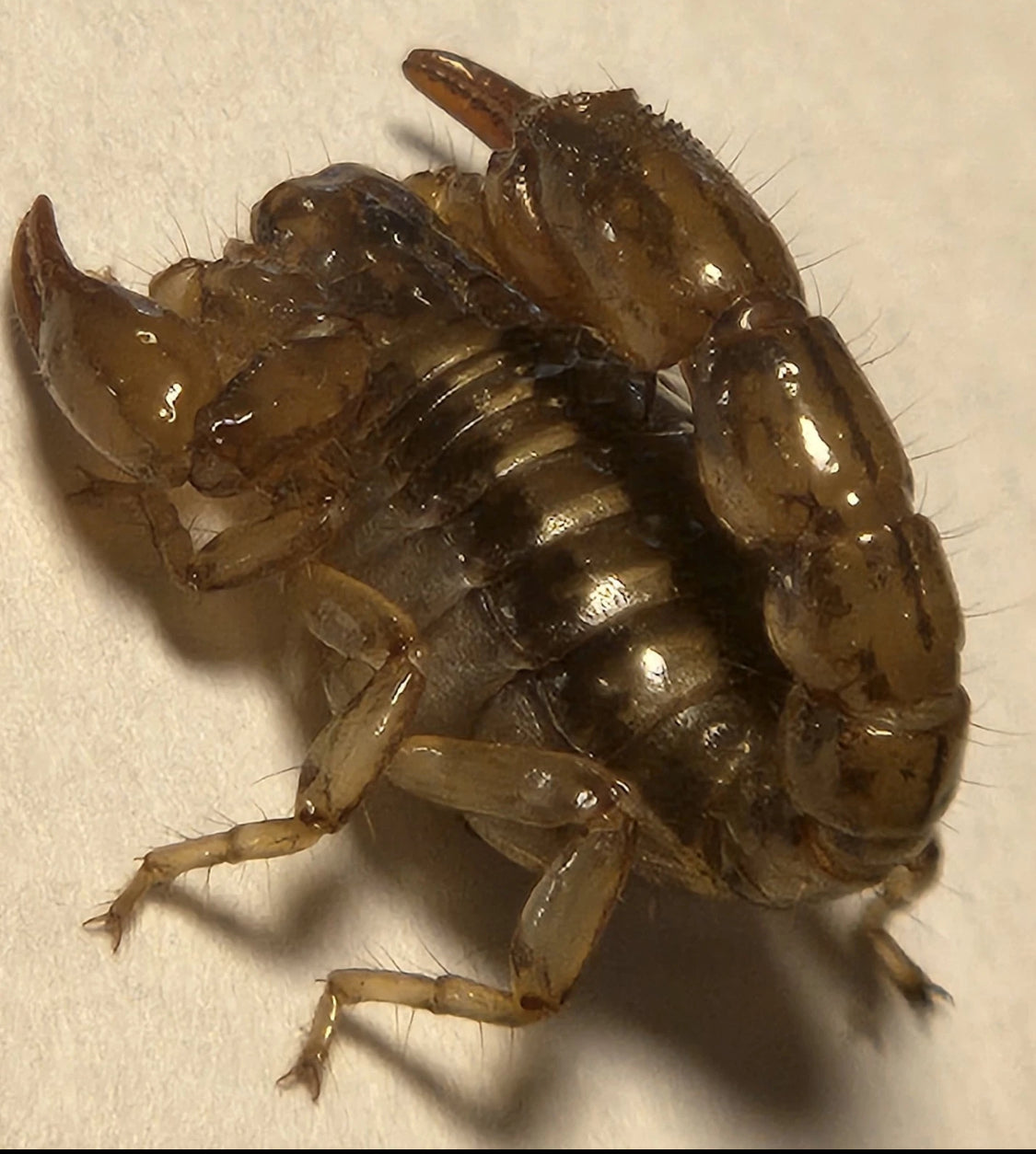 *RARE* Captive Bred Superstition Mountain Scorpion (Superstitionia donensis) [½-1” Inch]