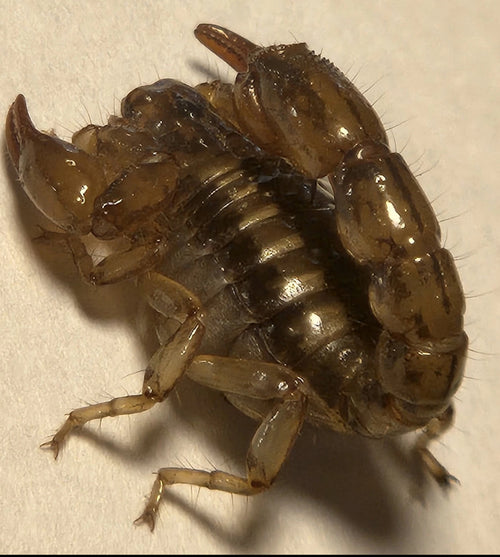 *RARE* Captive Bred Superstition Mountain Scorpion (Superstitionia donensis) [½-1” Inch]