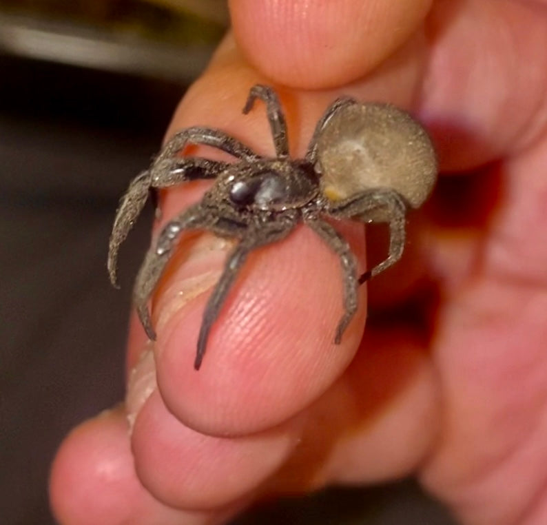 Arizona Black Hole Spider (Kukulcania arizonica) {1-1.5” Inches}