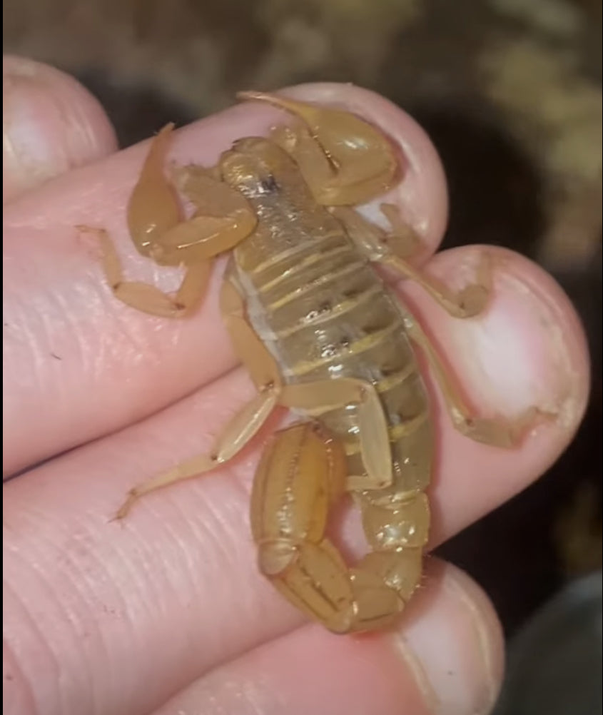 Captive Bred Sub-Adult Stripe-tail Devil Scorpion (Paravaejovis spinigerus)