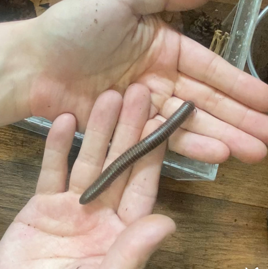 (4) Sub-Adult Giant American Pink-foot Millipedes (Narceus americanus)
