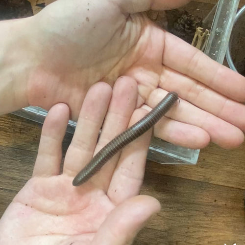 (4) Sub-Adult Giant American Pink-foot Millipedes (Narceus americanus)