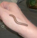 (3) Captive-Bred Baby Giant American Pink-foot Millipedes