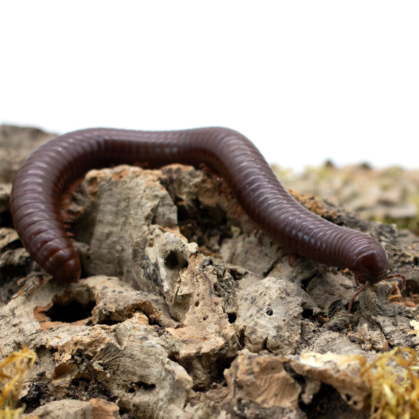 Giant Desert Chocolate Millipede (Orthoporus ornatus) [3-6+ Inches]