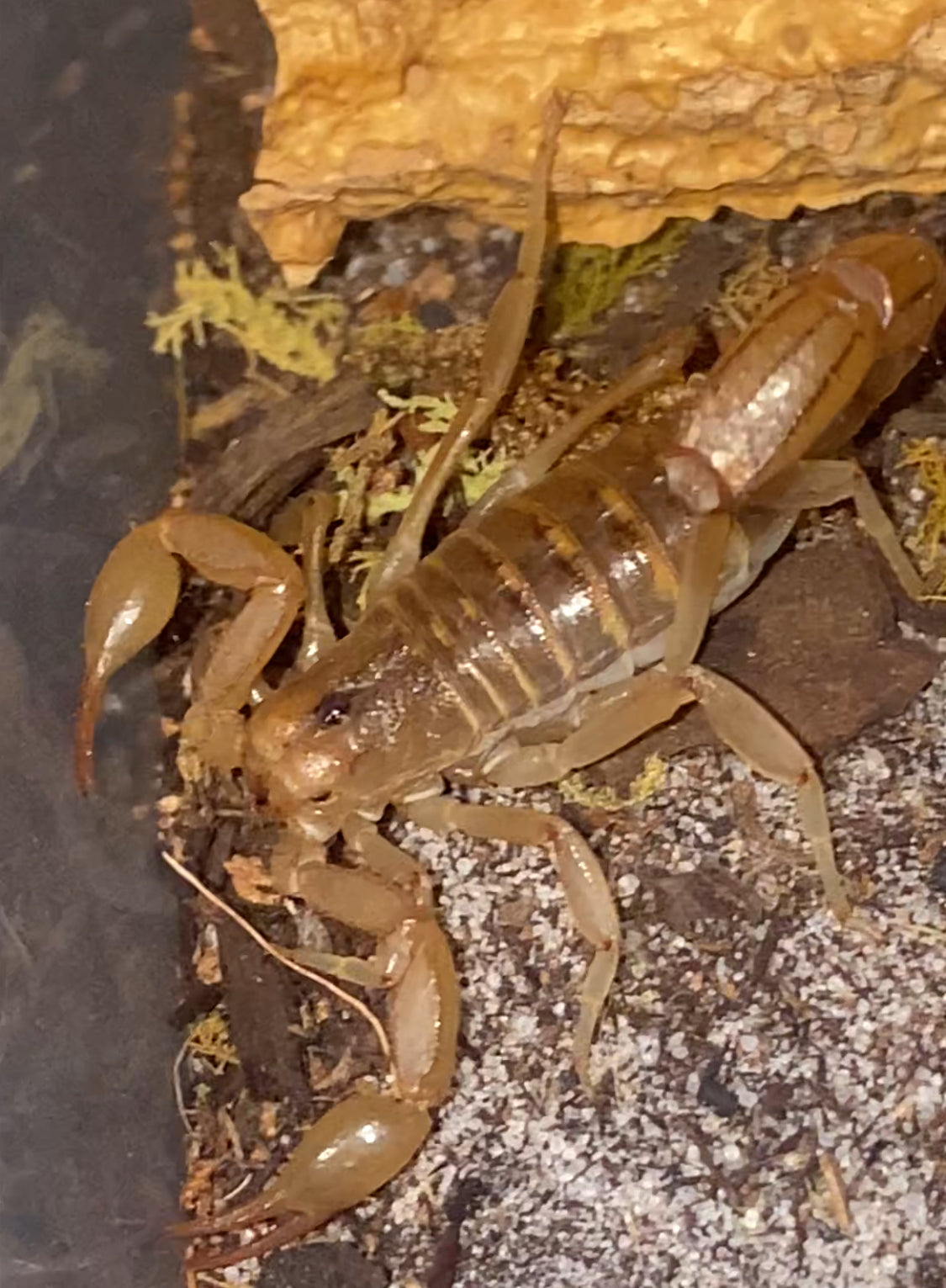 Sub-Adult Stripe-Tail Devil Scorpion